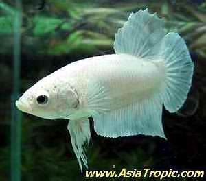 Betta breeder exporter from Thailand wholesaler supplier